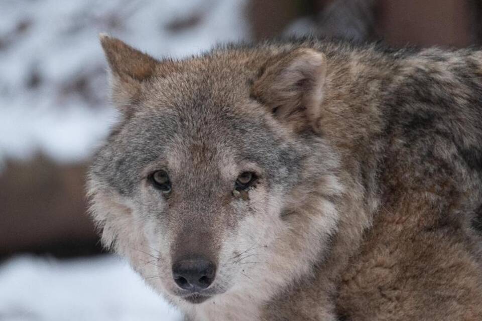 Wolf Wolf
