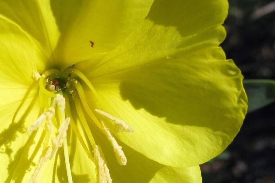 Oenothera drummondii