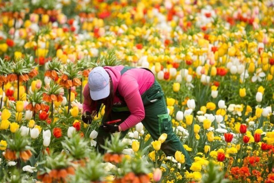 Blumen in Sachsen-Anhalt