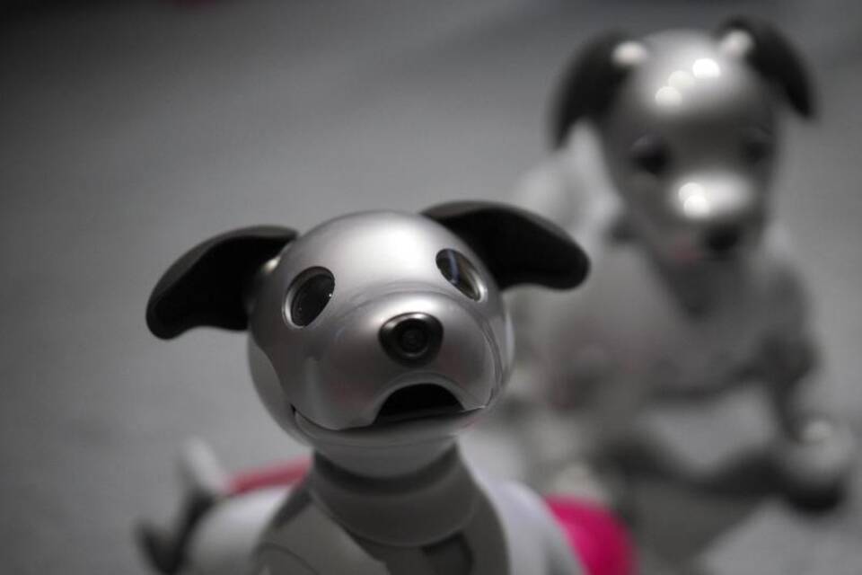 Aibo Aibo