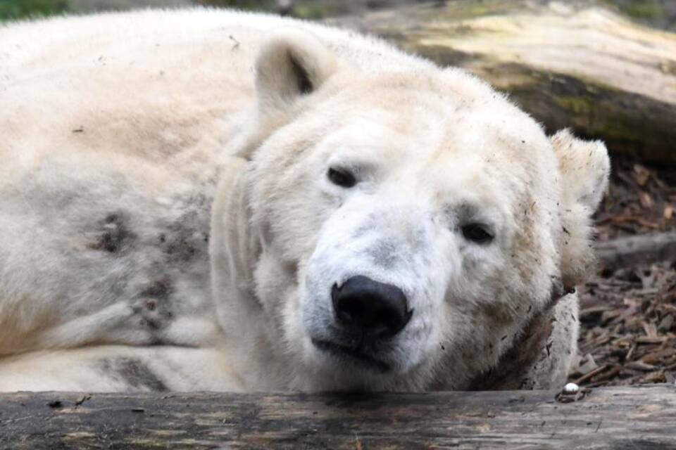 Eisbär Wolodja
