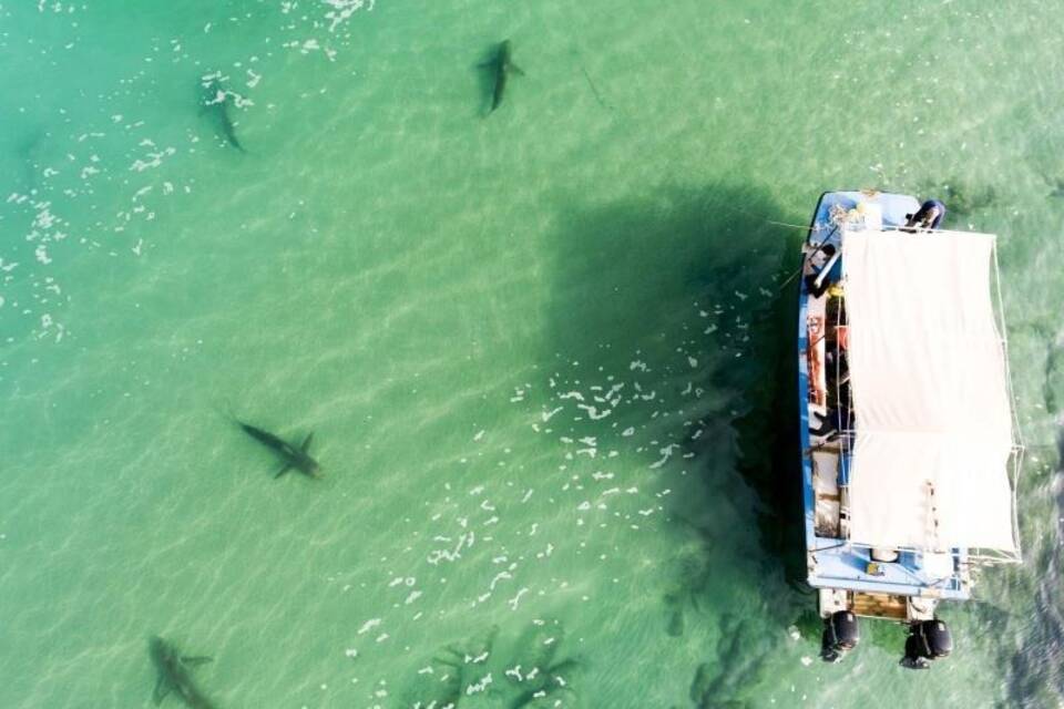 Haie tummeln sich vor Israels Küste