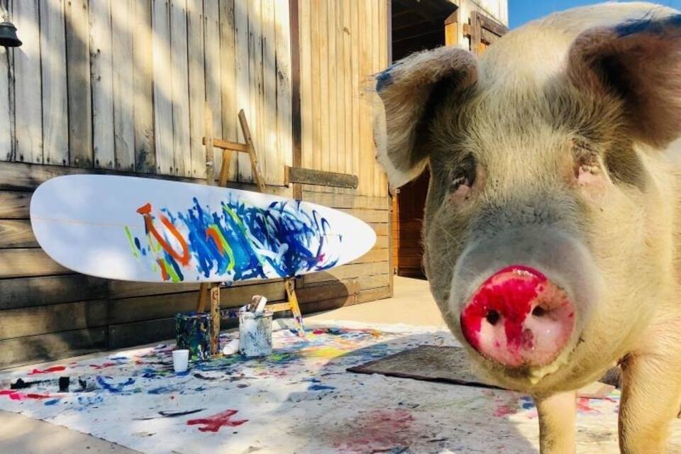 Pigcasso: Saumäßige Kunst in Südafrika Pigcasso: Saumäßige Kunst in Südafrika