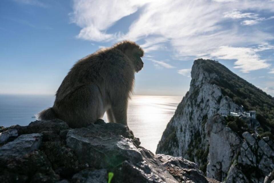Berberaffe in Gibraltar