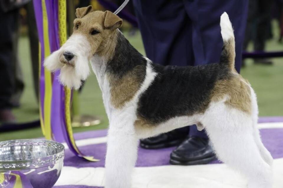 Westminster-Hundeshow in New York