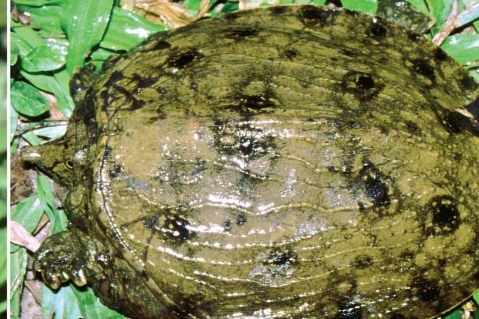 Flecken-Weichschildkröte