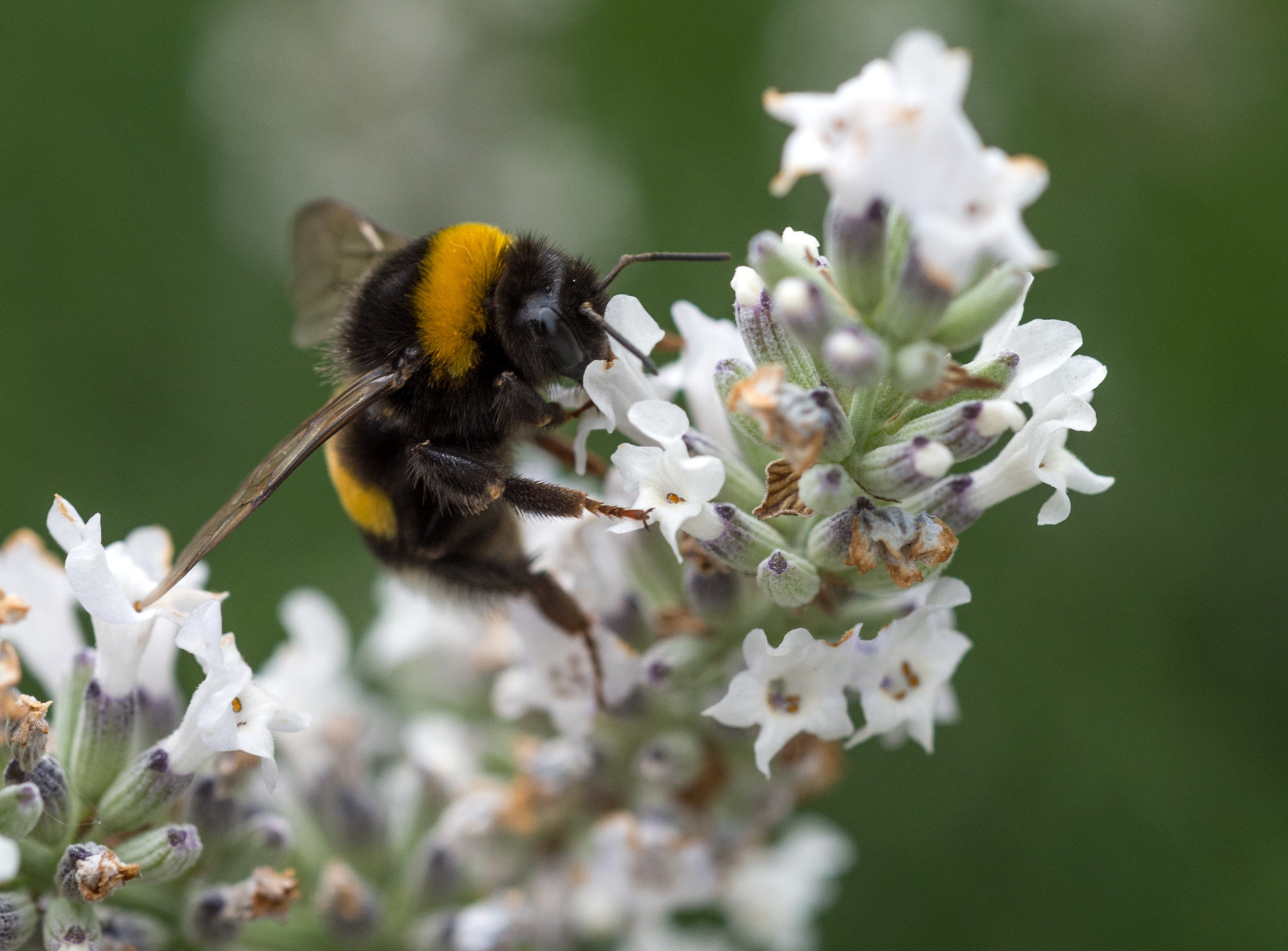 Insektenfreundliche Pflanzen Bienen Und Hummeln Eine Freude