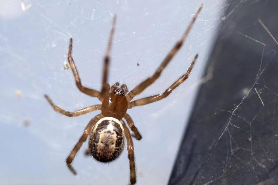 Steatoda nobilis Steatoda nobilis