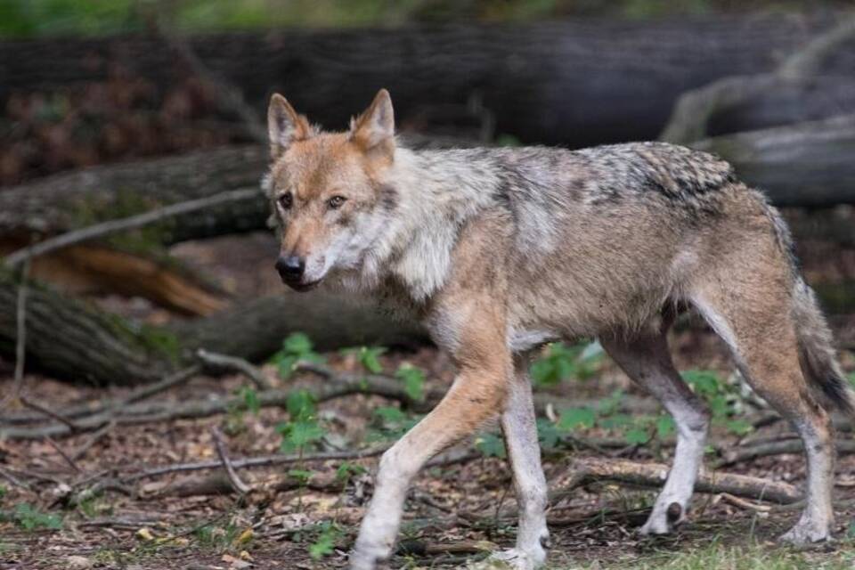 Wolf Wolf