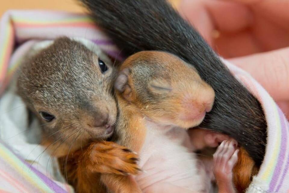Eichhörnchen-Nachwuchs