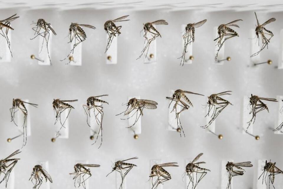 Mücken werden erforscht