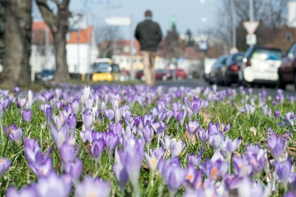 Frühlingsboten Frühlingsboten