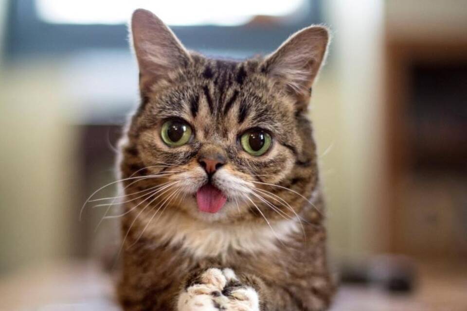 Social-Media-Katze Lil Bub