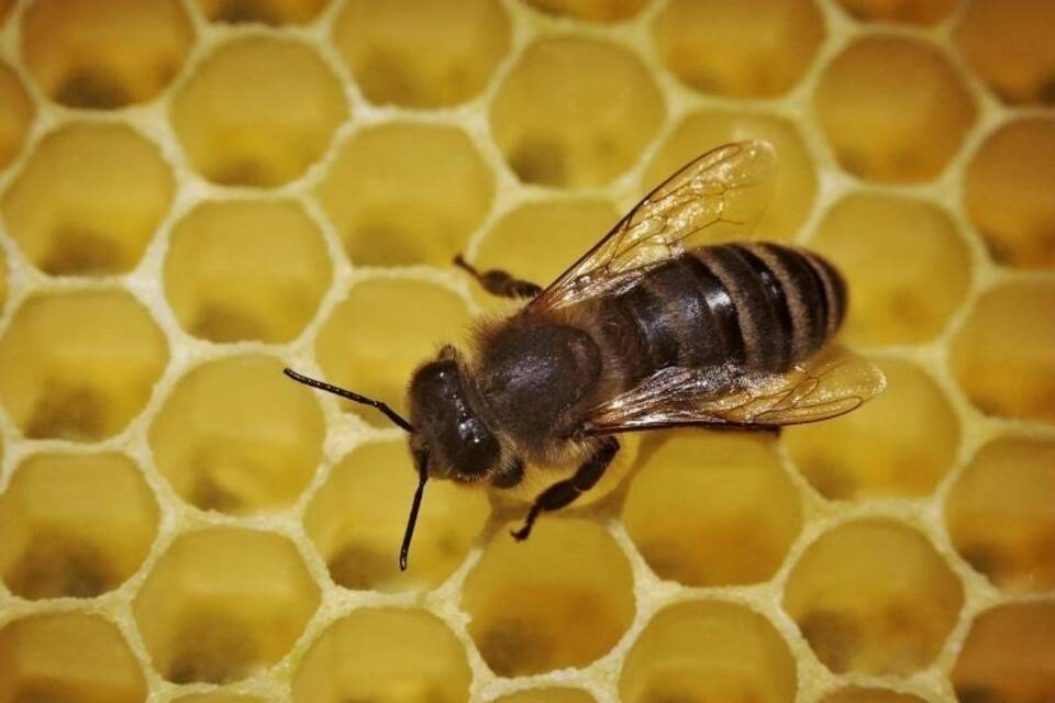 Bienen liegen im Trend