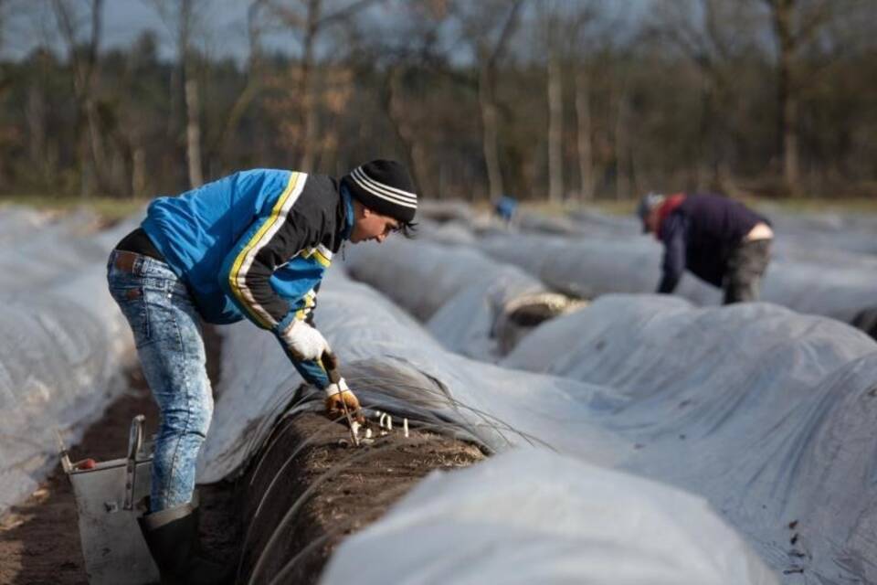 Beheizte Felder: Spargelsaison in Niedersachsen beginnt