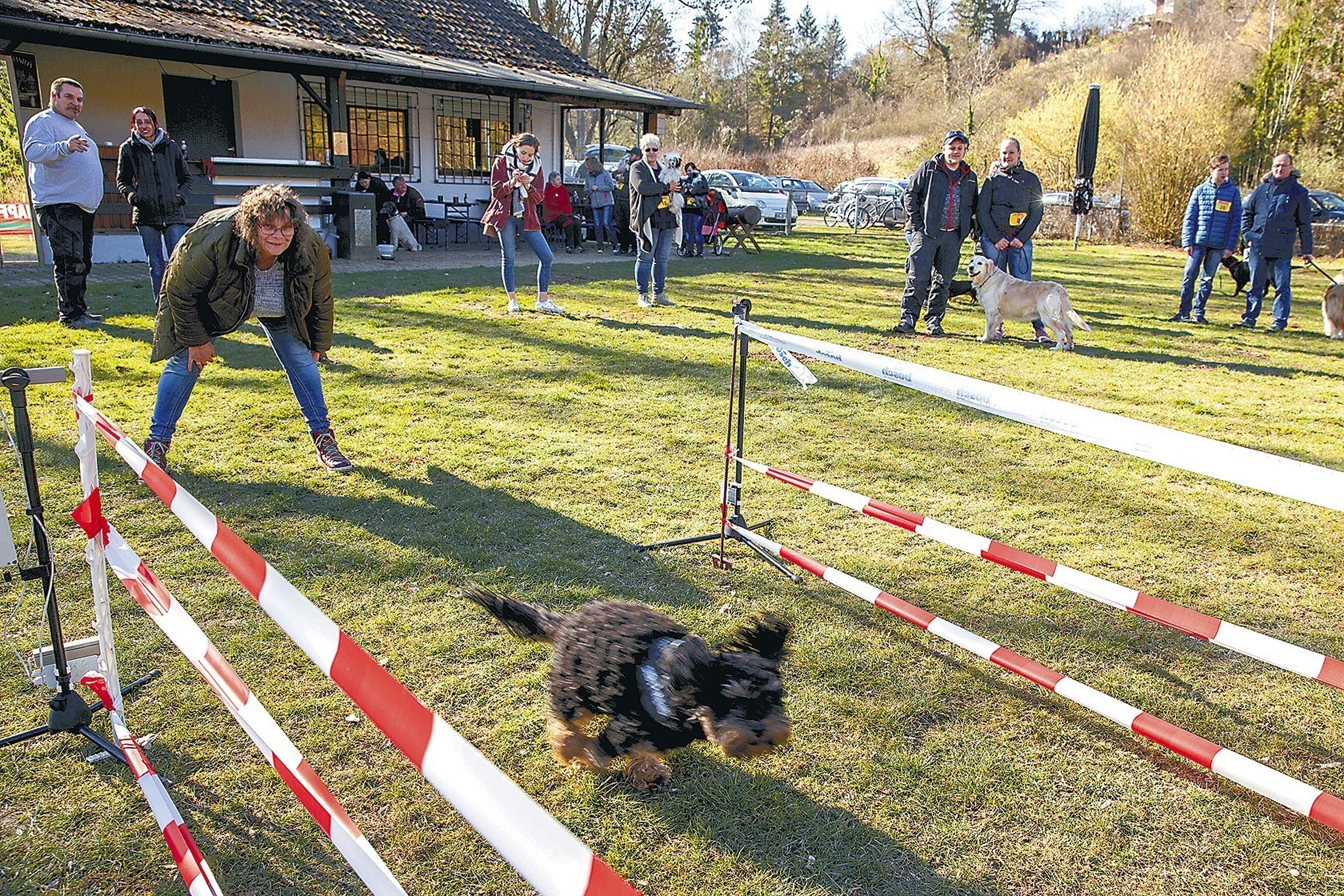 meckesheim der hund der schneller als usain bolt ist nachrichten region heidelberg rnz