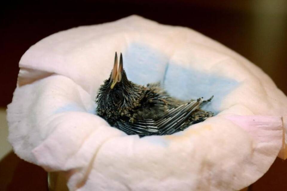 Veilchenohrkolibri-Küken Veilchenohrkolibri-Küken