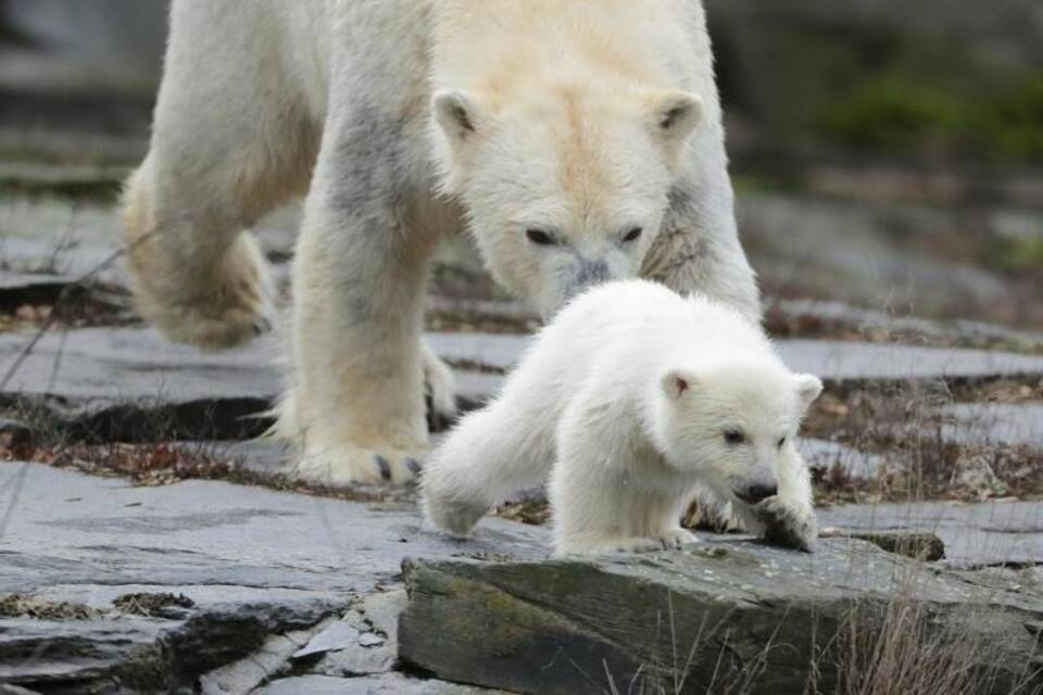 Eisbär-Nachwuchs in Berlin