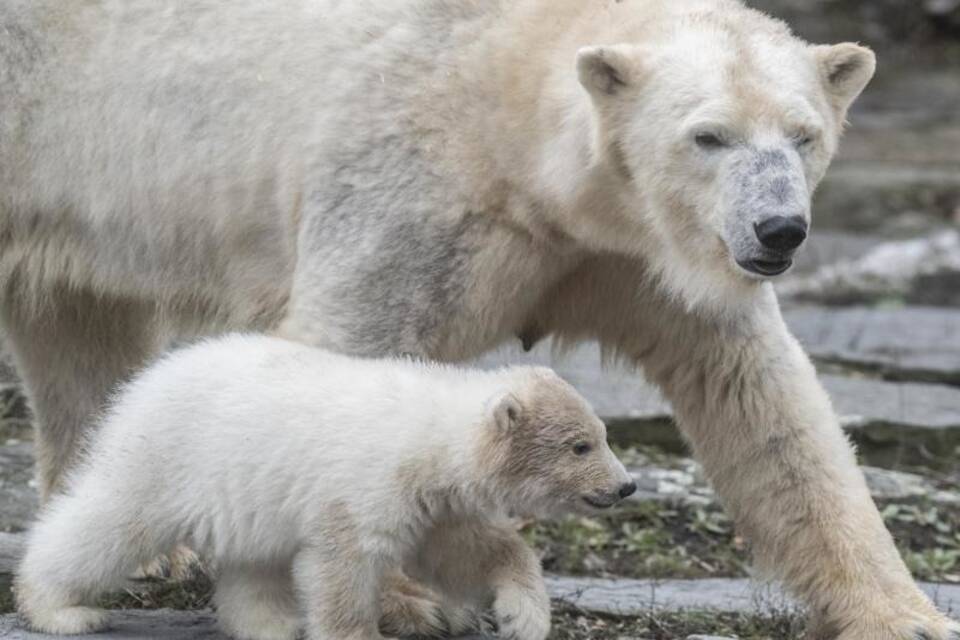 Eisbär-Nachwuchs