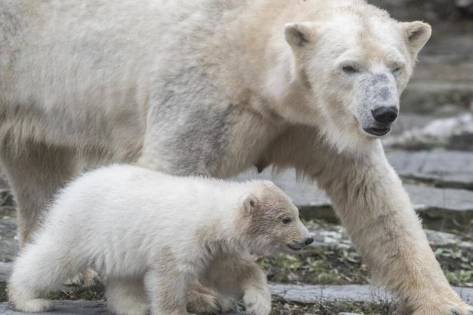 Eisbär-Nachwuchs Eisbär-Nachwuchs