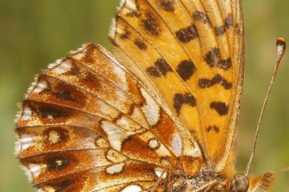 Magerrasen-Perlmuttfalter