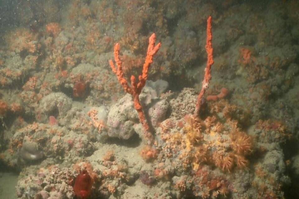 Korallenriff vor Italien