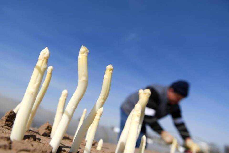 Spargelernte in Südhessen beginnt