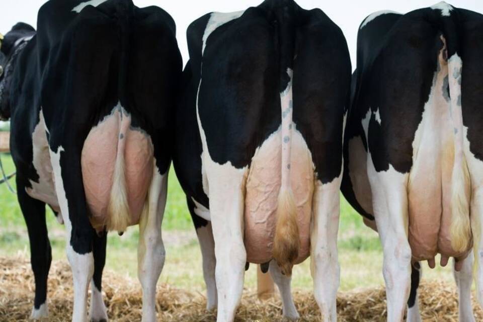 Brexit könnte Milchpreise senken Brexit könnte Milchpreise senken