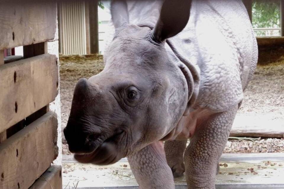 Zoos tauschen Tiere aus