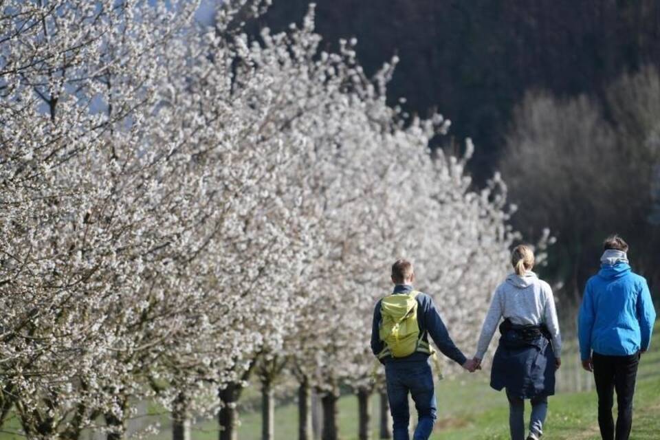 Kirschblüte im Eggenertal Kirschblüte im Eggenertal