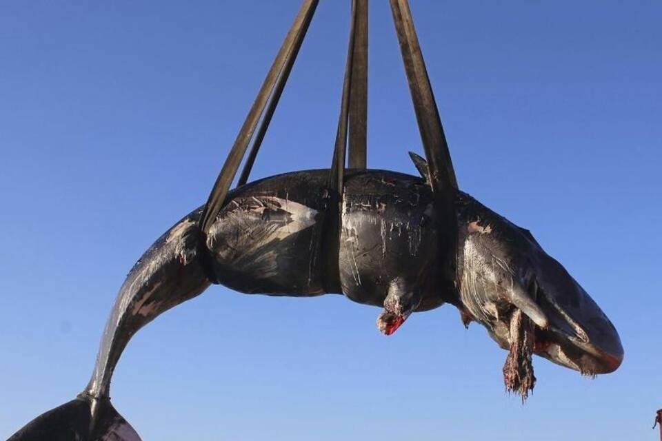 Toter Walfisch vor Sardinien