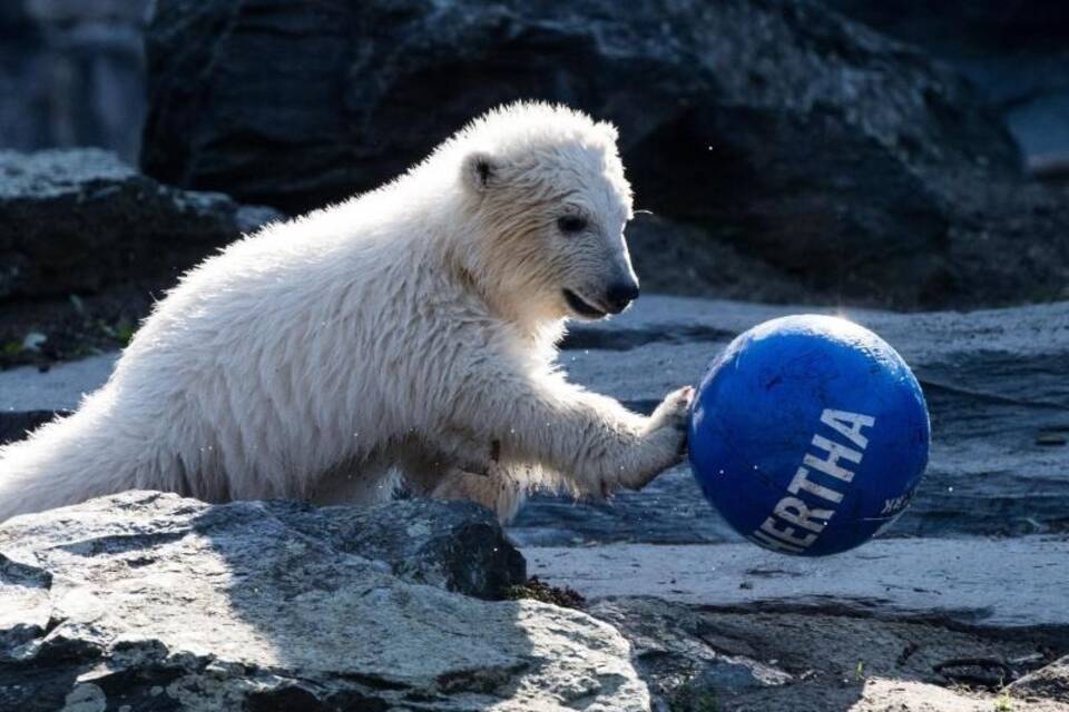 Hertha Hertha