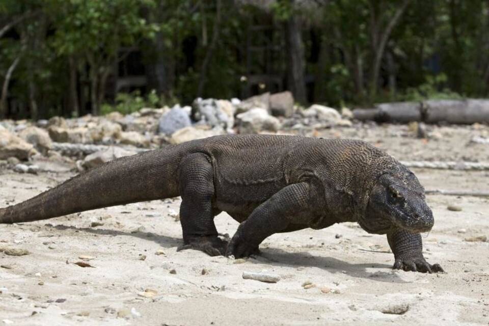 Komodo-Waran Komodo-Waran