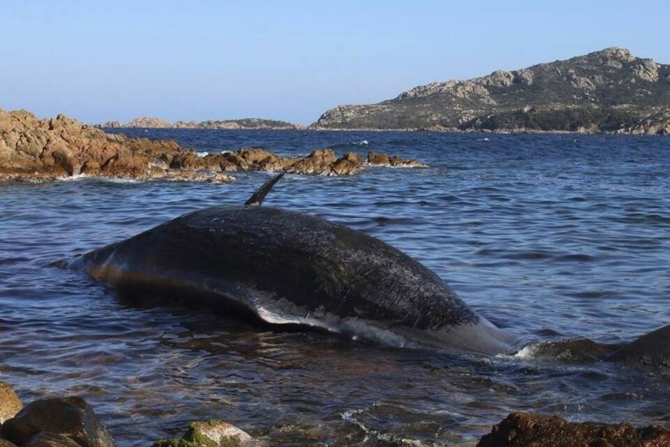 Toter Wal vor Sardinien