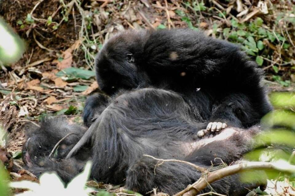 Gorillas zeigen besonderes Verhalten