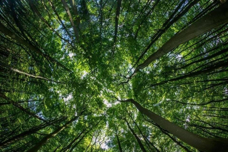 Wald Wald