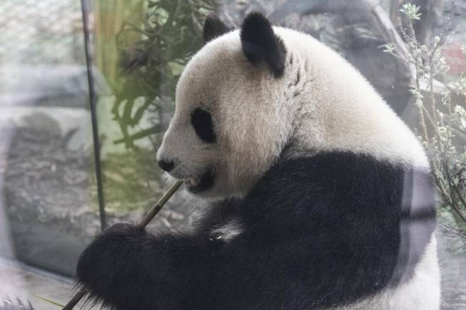 Panda-Paarung Panda-Paarung