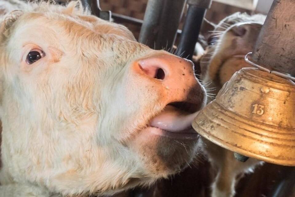 Kühe und Glocken Kühe und Glocken