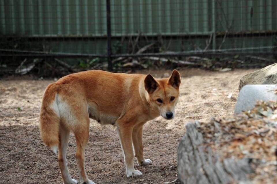 Dingo Dingo