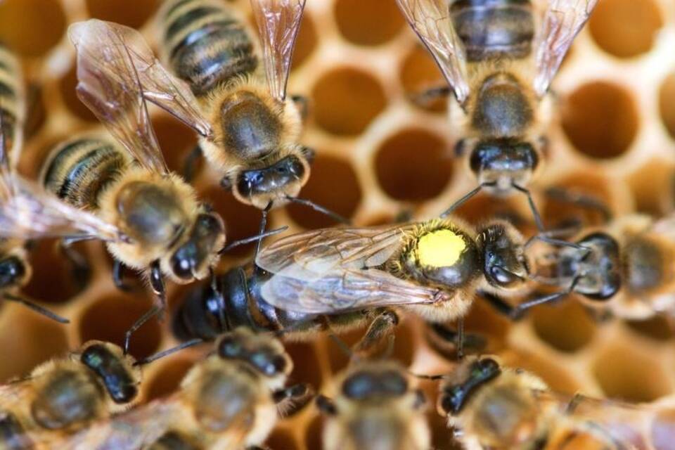 Honigbienen Honigbienen
