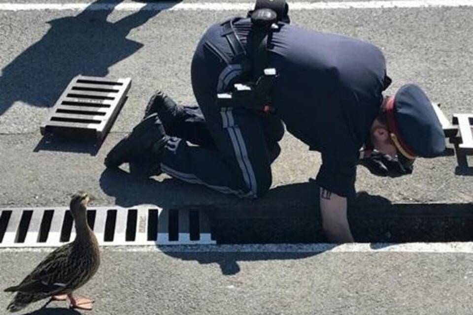 Rettung von elf Entenküken Rettung von elf Entenküken