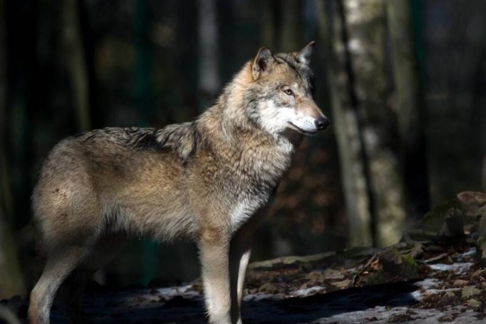 Wolf Wolf