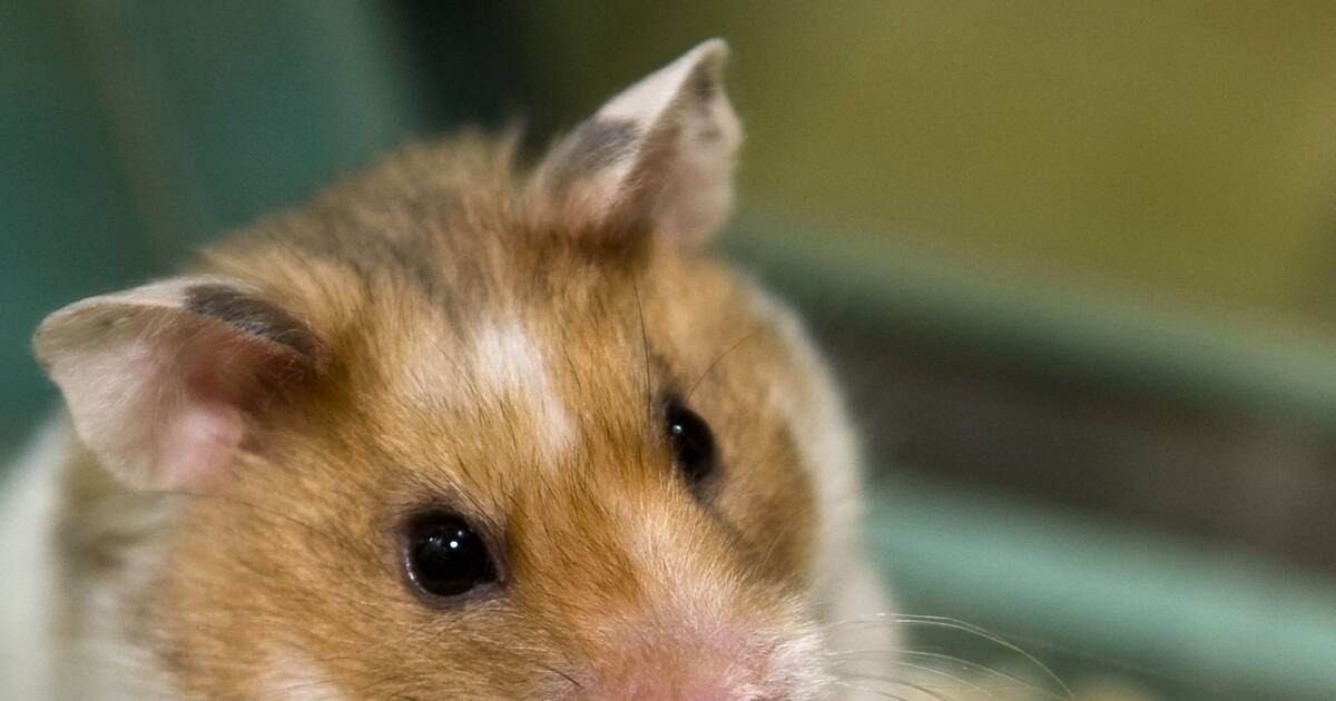 Hamster что делать. Хомяк картинка. Хомяк грызет. Как приручить хомяка чтобы он не кусался