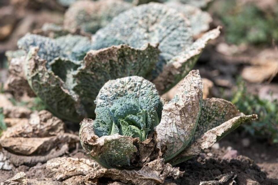 Vertrockneter Kohl Vertrockneter Kohl