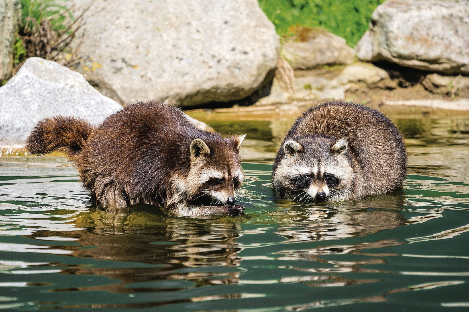 Zoo Heidelberg Plotzlich War Da Noch Ein Waschbar Im Gehege