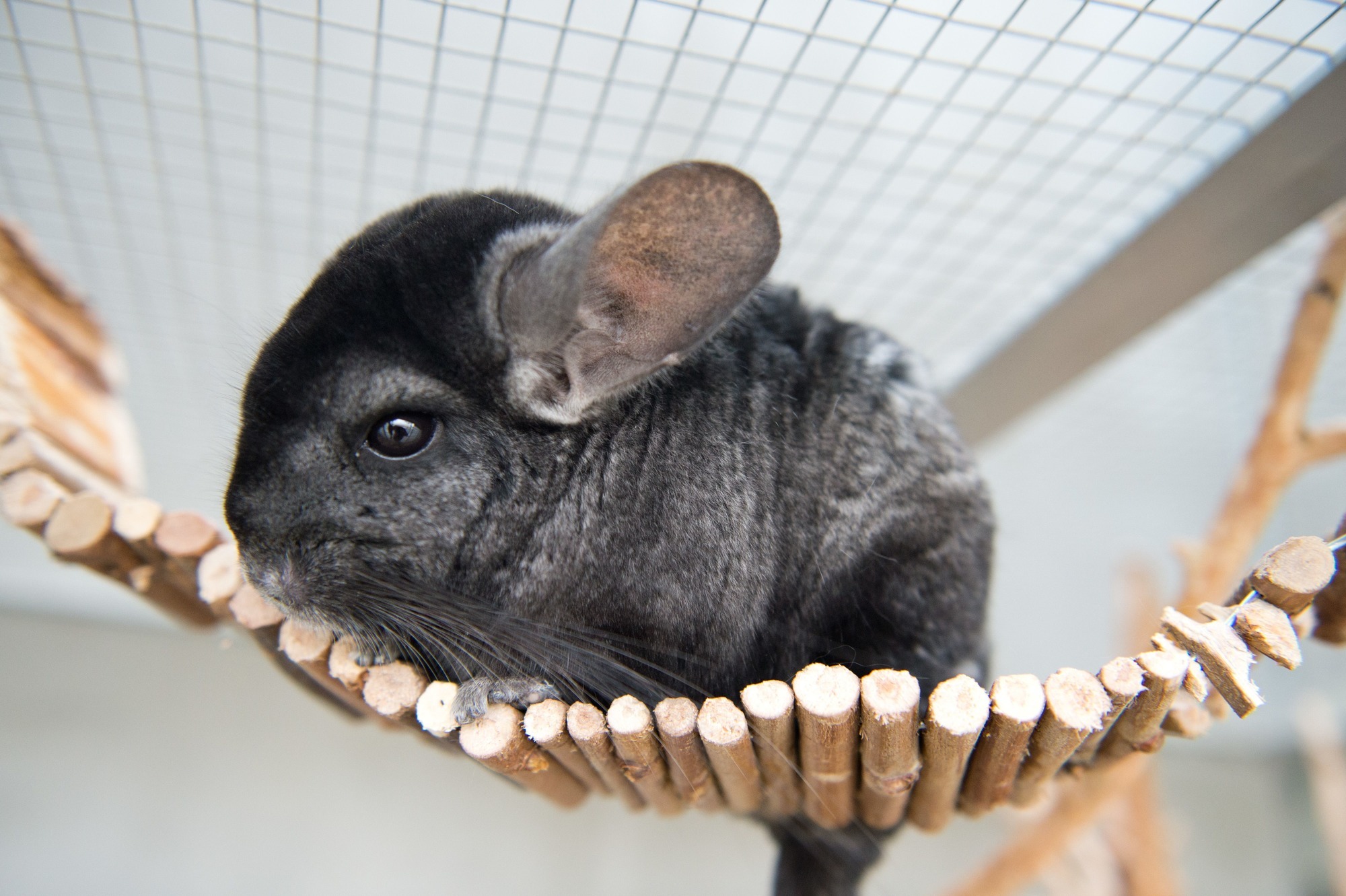Nachttiere Chinchillas: Chinchillas wollen spielen - aber nur nachts