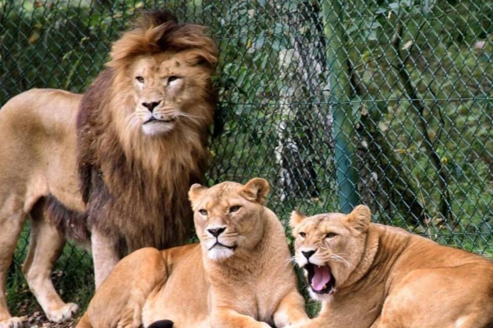 Löwengruppe im Serengeti-Park