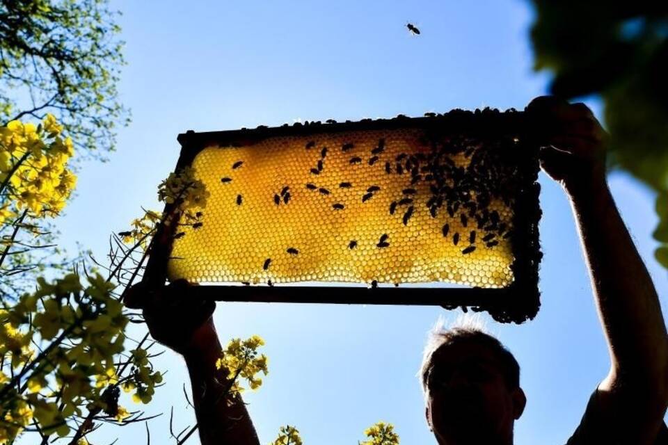 Bienenwabe Bienenwabe