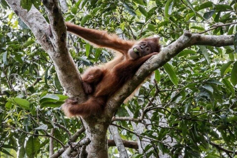 Orang-Utan Orang-Utan