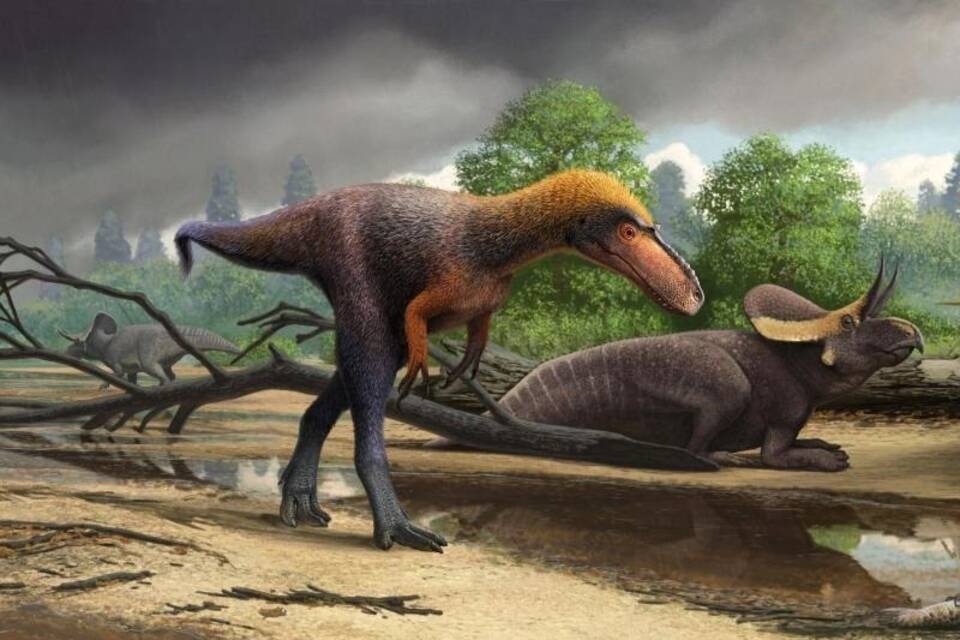 «Suskityrannus hazelae» «Suskityrannus hazelae»